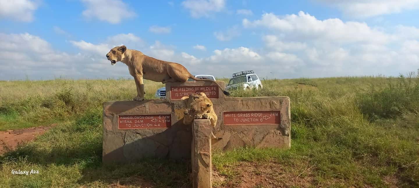 image n.11 of Nairobi National Park, Elephant Orphanage & Giraffe Centre activity in Nairobi, uploaded by supplier