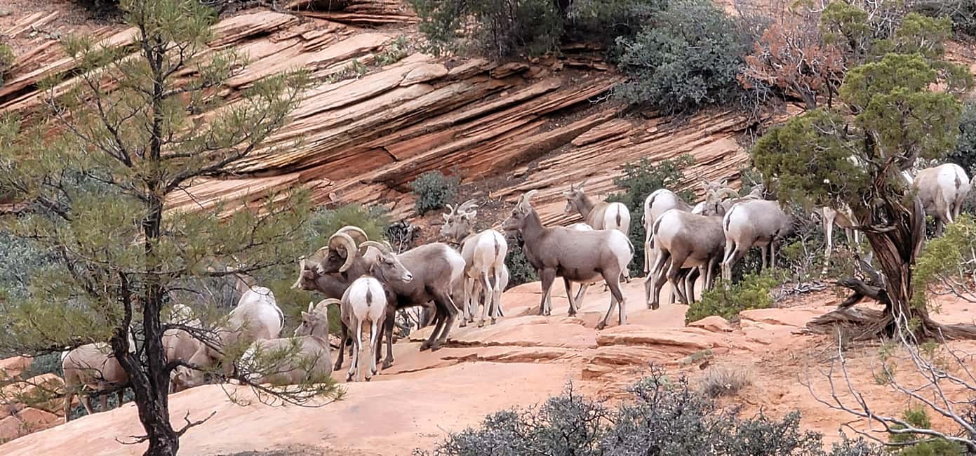 image n.63 of Small Group Tour Zion & Bryce Canyon National from Las Vegas activity in Utah, uploaded by supplier