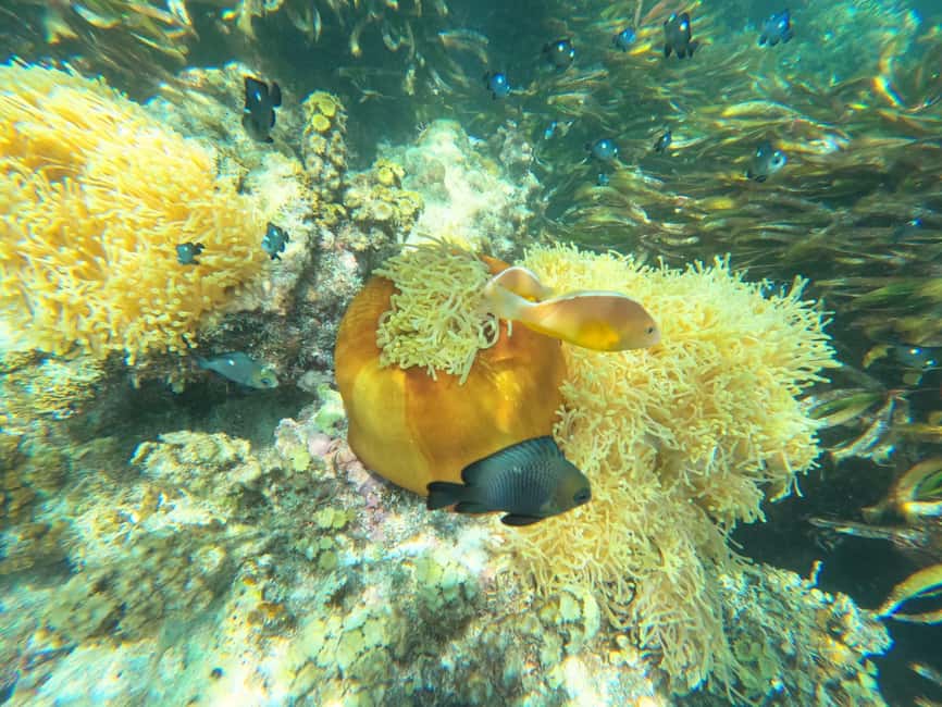 image n.1 of Zanzibar: Blue lagoon, Starfish, Paje Beach and Maalum Cave activity in Pingwe, uploaded by supplier