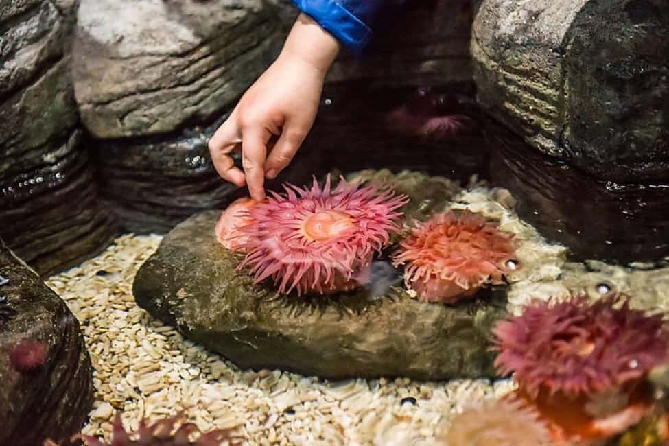 image n.8 of Orlando: SEA LIFE Orlando Aquarium activity in Orlando, uploaded by supplier