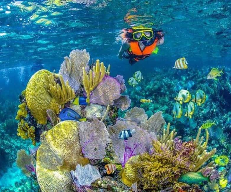 image n.6 of Full Day Barú island: Mangrove +Snorkel + Sunset + Plankton activity in Cartagena, uploaded by supplier
