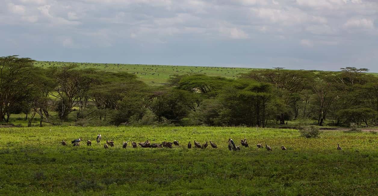 Image N°19 de Arusha : Safari en camping de plusieurs jours au Serengeti et au Ngorongoro activité à Région d'Arusha, publiée par le prestataire
