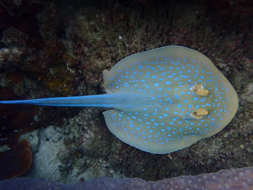 billede nr.17 af aktiviteten Koh Tao: Snorkeltur til øen Nang Yuan og skjulte bugter i Thailandbugten, uploadet af udbyder