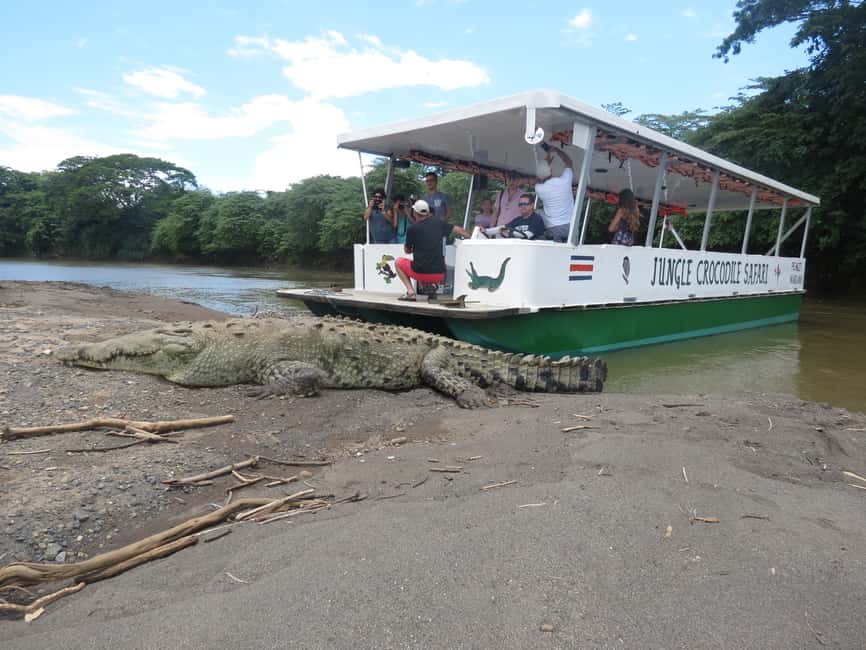 image n.3 of Tarcoles River: Jungle Crocodile Safari & Bird Watching Tour activity in San José, Costa Rica, uploaded by supplier