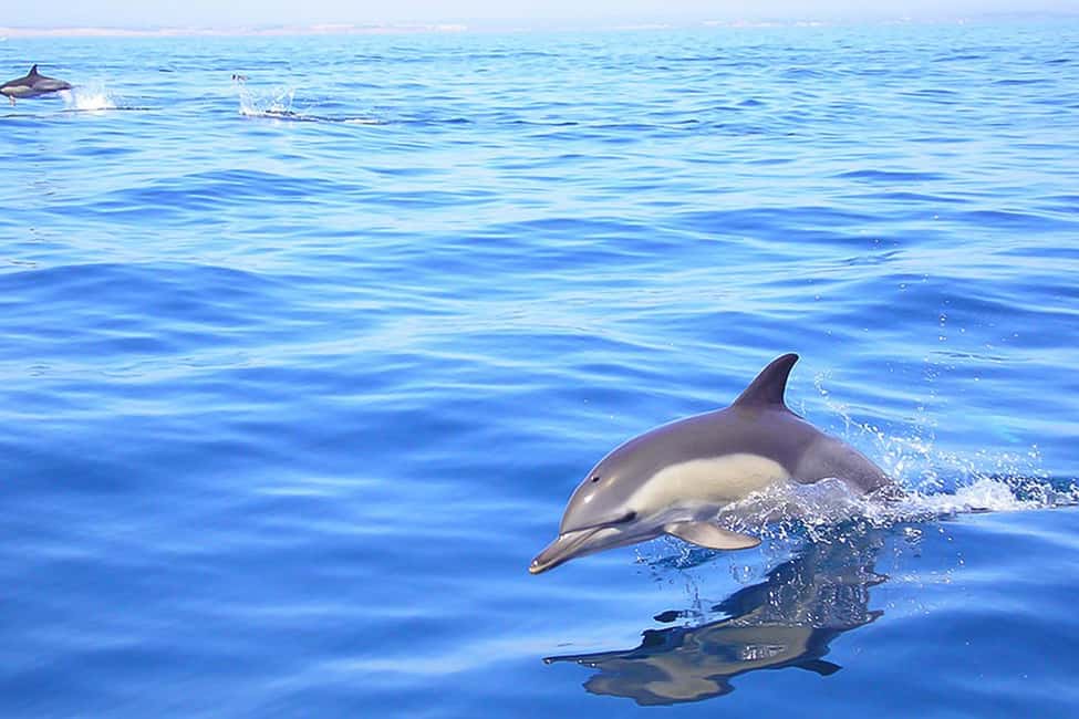 image n.8 of Lagos: Dolphin Watching with Professional Marine Biologists activity in Lagos, Portugal, uploaded by supplier