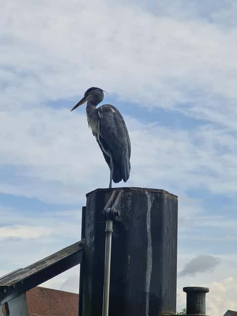 image n.5 of Switzerland: Private nature safari with local guide. Discover the Alps, lakes, and more. activity in Lucerne, uploaded by supplier