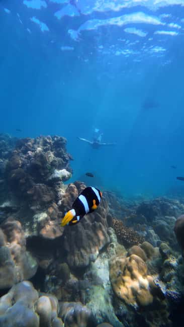 image n.42 of Koh Lipe: Longtail Boat Snorkeling Trip with Lunch activity in Gulf of Thailand, uploaded by supplier