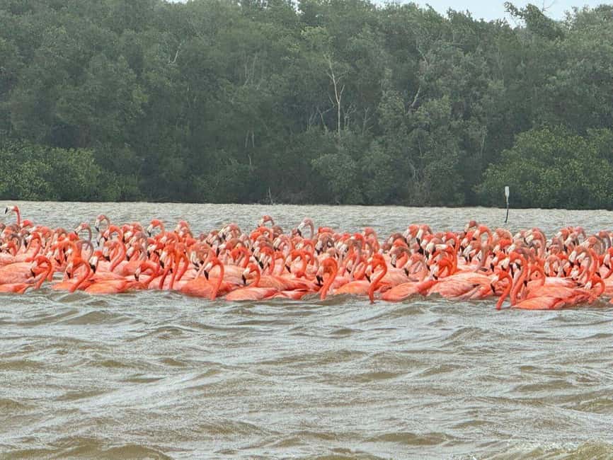 image n.24 of Merida: Celestun Boat Ride Mangrove Experience! Beach Time activity in Celestún, uploaded by supplier