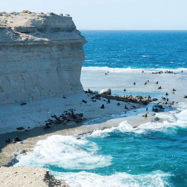 Bild Nr. 5 von Von Puerto Madryn aus: Landausflug auf die Halbinsel Valdés Aktivität in Chubut Provinz, hochgeladen vom Anbieter