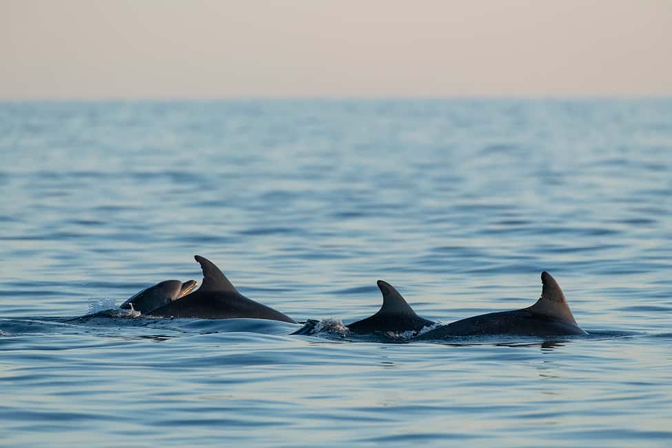 Immagine nº 12 di Orsera: Avventura al tramonto con osservazione dei delfini in motoscafo attività a Orsera, caricata dal fornitore