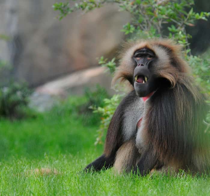 billede nr.11 af aktiviteten Rotterdam: Rotterdam Zoo Blijdorp entrébillet i Rotterdam, uploadet af udbyder