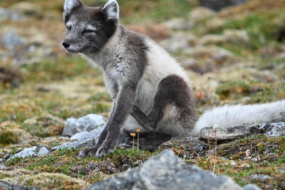image n.9 of From Longyearbyen photo tour: Mysterious Barentsburg activity in Norway, uploaded by supplier