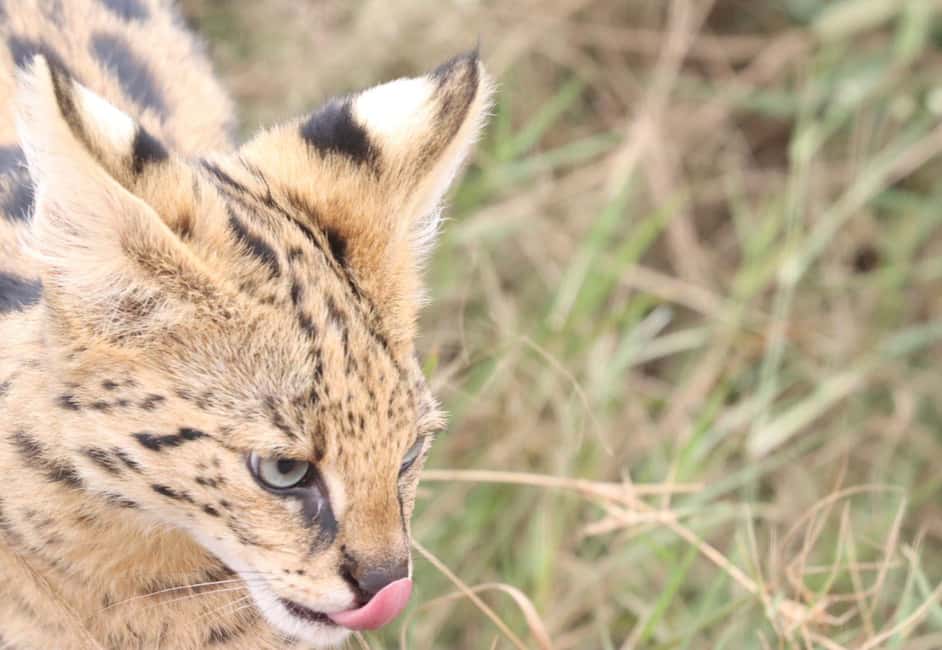image n.19 of Nairobi: National Park & Optional Elephants & Giraffe Center activity in Nairobi, uploaded by supplier