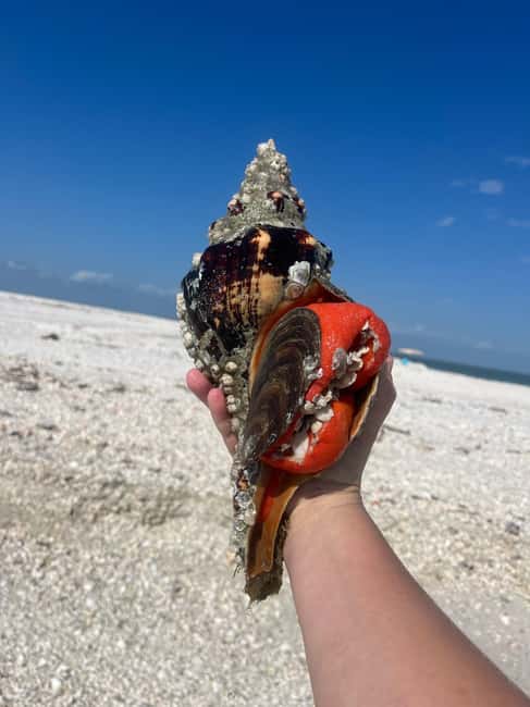 image n.13 of Marco Island: Ten Thousand Islands Shelling & Dolphin Tour activity in Florida, uploaded by supplier