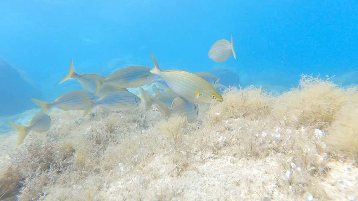 Immagine nº 3 di Villasimius: Capo Carbonara Prima immersione con istruttore attività a Villasimius, caricata dal fornitore