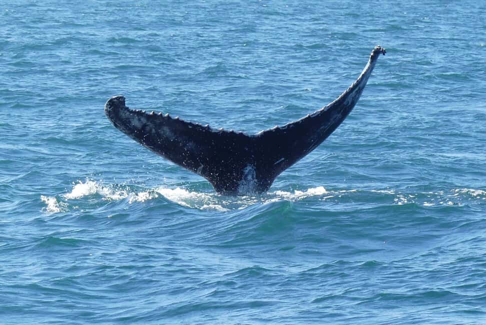 Bild Nr. 9 von Faro: Delfin- und Wildtierbeobachtung im Atlantischen Ozean Aktivität in Algarve, hochgeladen vom Anbieter