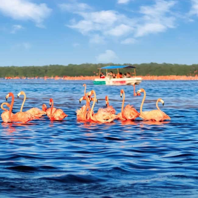 image n.1 of Merida: Celestun Boat Ride Mangrove Experience! Beach Time activity in Celestún, uploaded by supplier