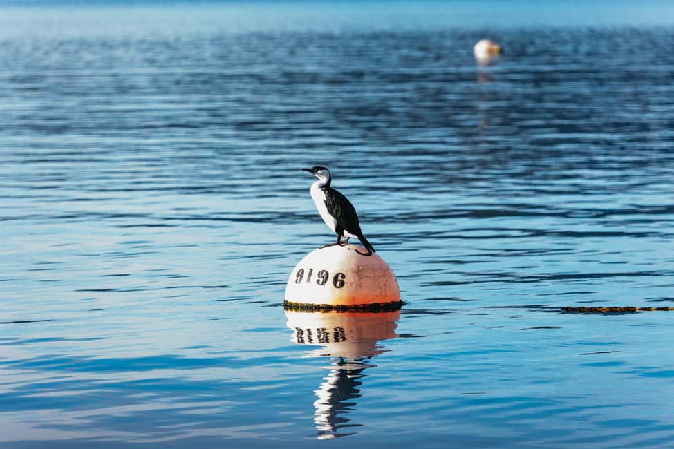 image n.5 of From Port Arthur: Tasman Island Wilderness Cruise activity in Port Arthur, uploaded by supplier