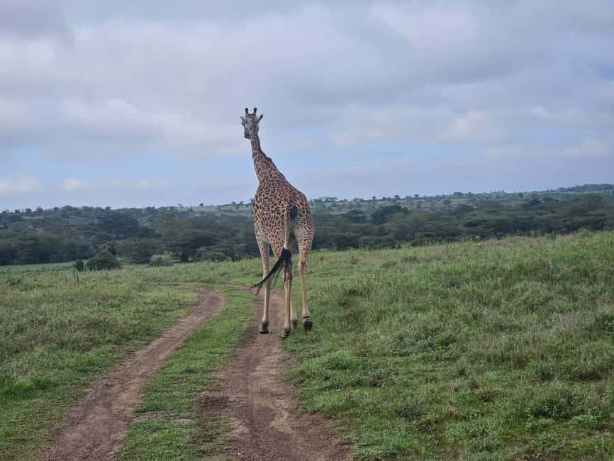 image n.30 of Elephant Orphanage, Giraffee Center, Karen Blixxen Meseum activity in Nakuru, uploaded by supplier