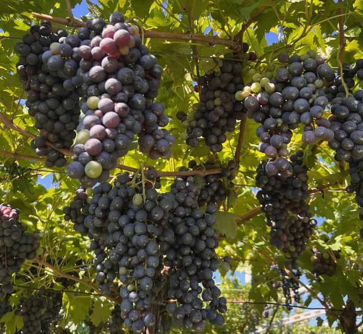 Immagine nº 8 di Il tour completo dell'Amarone: 2 cantine, pranzo e approfondimento sull'Amarone attività a Verona, caricata dal fornitore