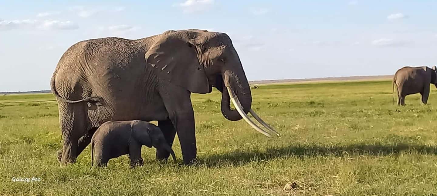 image n.1 of DAY TRIP AMBOSELI NATIONAL PARK FROM NAIROBI BUDGET SAFARI. activity in Central Kenya, uploaded by supplier
