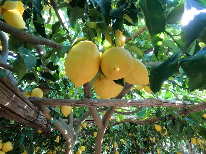 image n.14 of Maiori: Amalfi Coast Path of Lemons Day Trip with Tastings activity in Maiori, uploaded by supplier