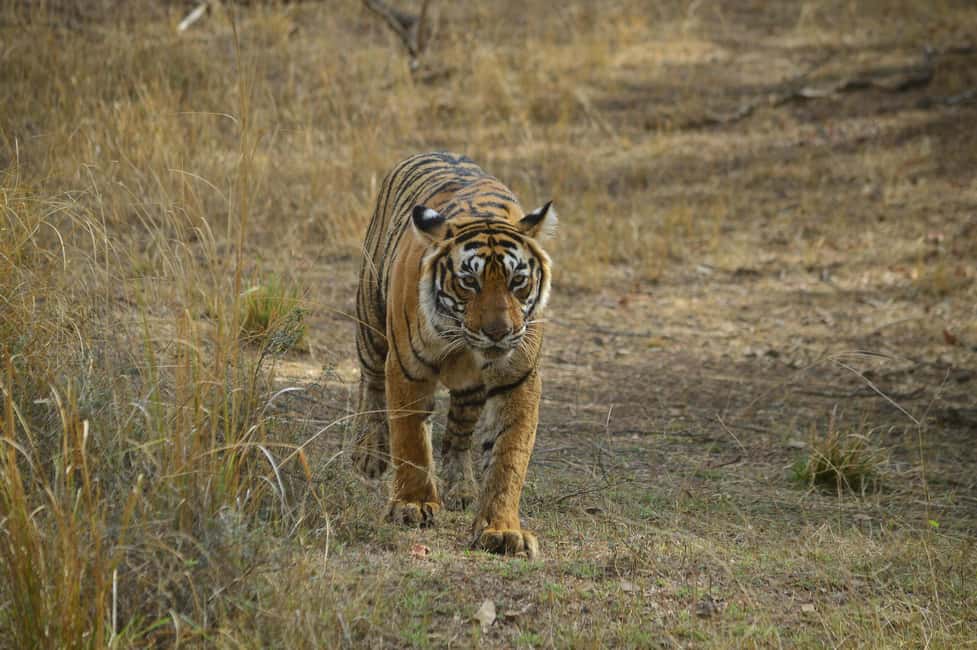 image n.18 of Delhi Agra Jaipur Golden Triangle Multiday trip with Safari activity in New Delhi, uploaded by supplier