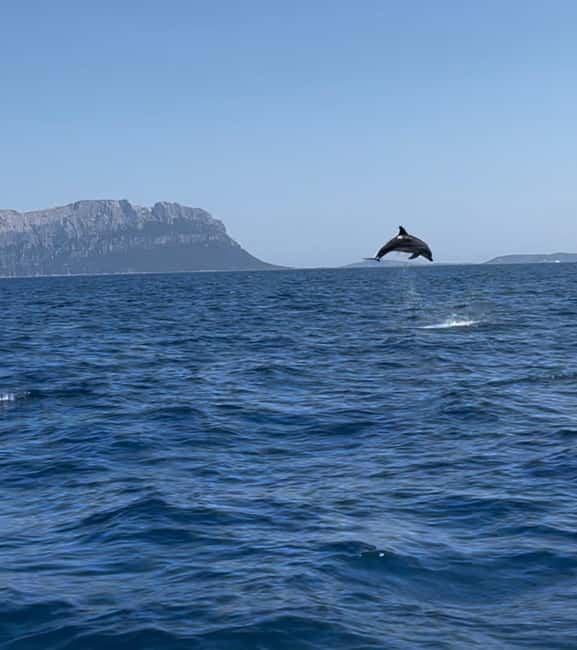 Bild Nr. 12 von Olbia: Bootstour mit Delfinbeobachtung und Schnorcheln Aktivität in Sardinien, hochgeladen vom Anbieter