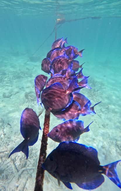 Obraz nr 9 z atrakcji Akumal: Snorkeling i zdjęcia z żółwiami w Akumal, przesłany przez organizatora