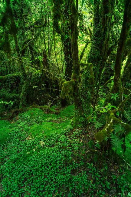 image n.20 of Chiang Mai: Doi Inthanon Trip with Pha Dok Siew Guided Trek activity in Chiang Mai, uploaded by supplier