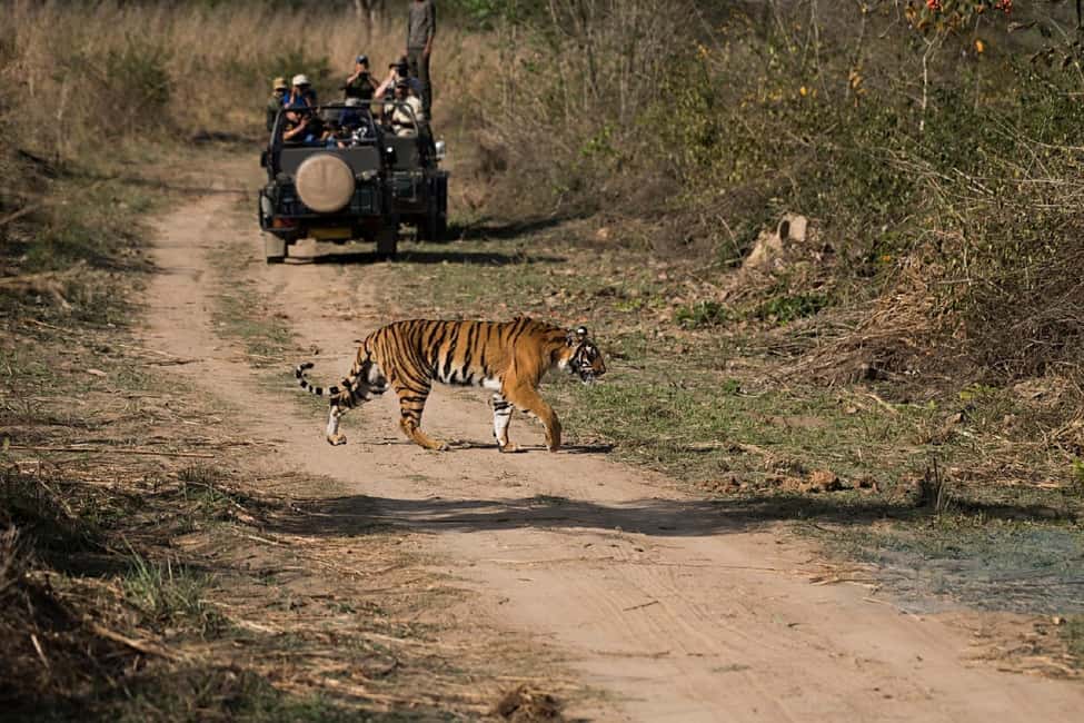 image n.3 of New Delhi: Jim Corbett National Park Safari (Tiger) Spotting activity in Rajasthan, uploaded by supplier