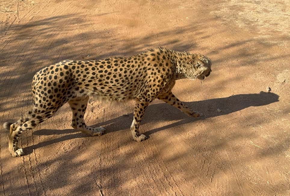 imagem n.4 de De Joanesburgo: Excursão à chita atividade em Pretória, carregada pelo fornecedor