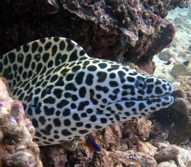 Immagine nº 24 di Muscat: Tour di snorkeling delle isole Daymaniat con rinfresco attività a Oman, caricata dal fornitore