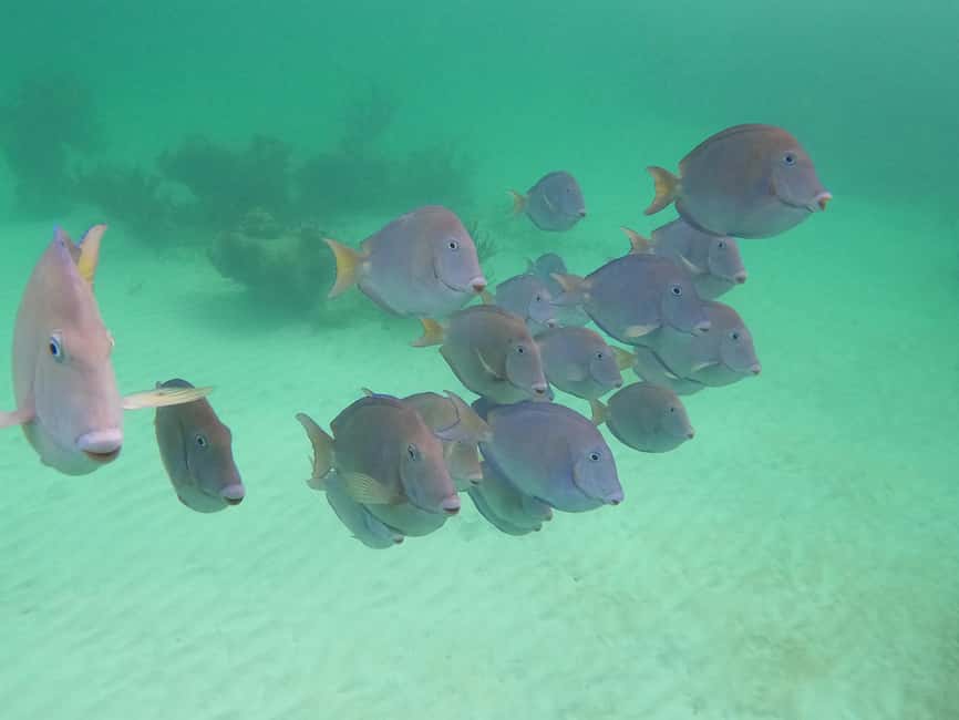 image n.21 of Akumal: Guided Turtle Snorkeling Tour and pictures activity in Akumal, uploaded by supplier