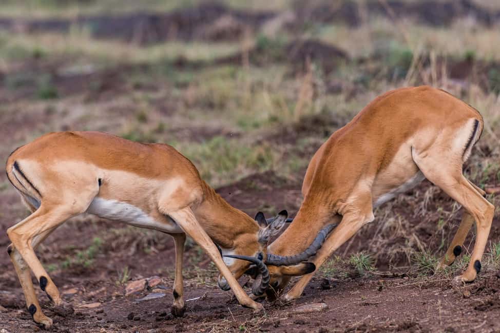image n.5 of Nairobi : Nairobi National Park: 5- hours Guided Game Drive activity in Nairobi, uploaded by supplier