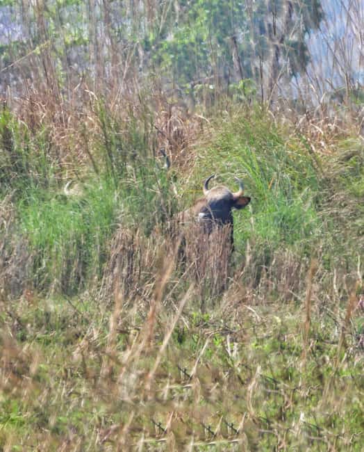 image n.6 of Chitwan: Full-Day Safari Canoeing and Jungle Walk and Jeep activity in Pashchimanchal, Western Region, uploaded by supplier