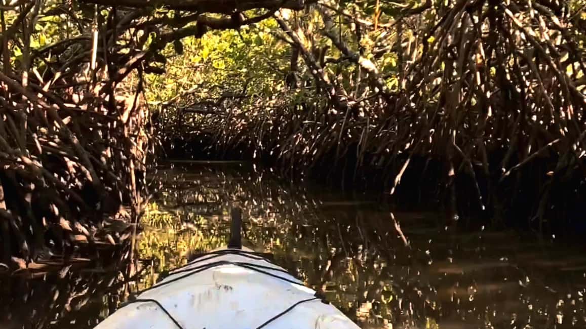image n.2 of Noosa Heads: Hidden Waterways Wildlife Kayak (Fully Guided) activity in Noosaville, uploaded by supplier