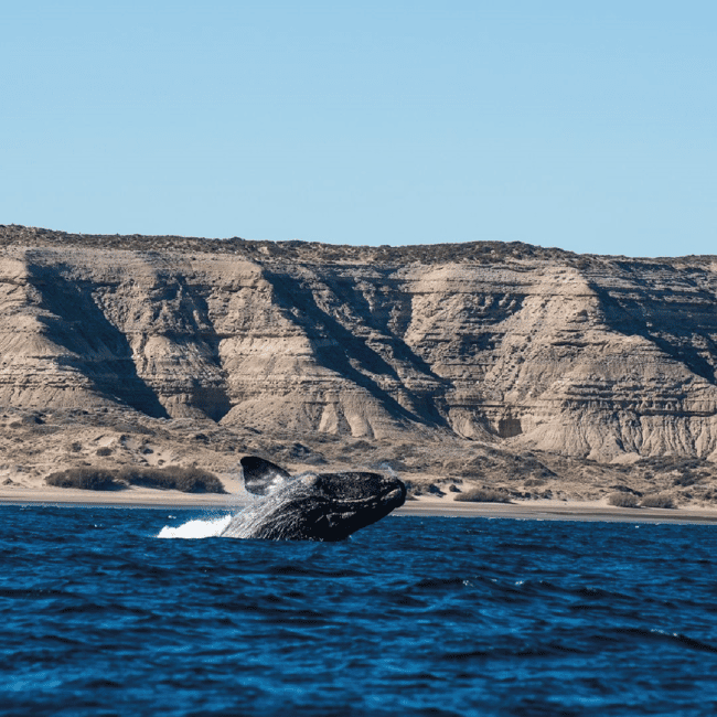 Bild Nr. 1 von Von Puerto Madryn aus: Landausflug auf die Halbinsel Valdés Aktivität in Chubut Provinz, hochgeladen vom Anbieter