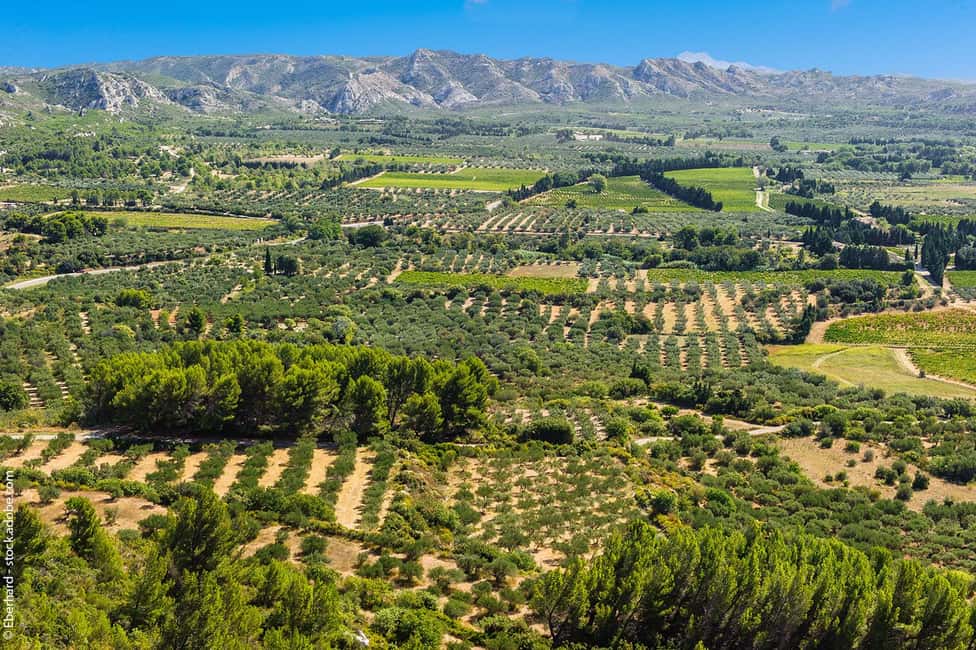 imagem n.4 de De Aix-en-Provence : Vinho, azeite e aldeias pitorescas atividade em Saint-Rémy-de-Provence, carregada pelo fornecedor