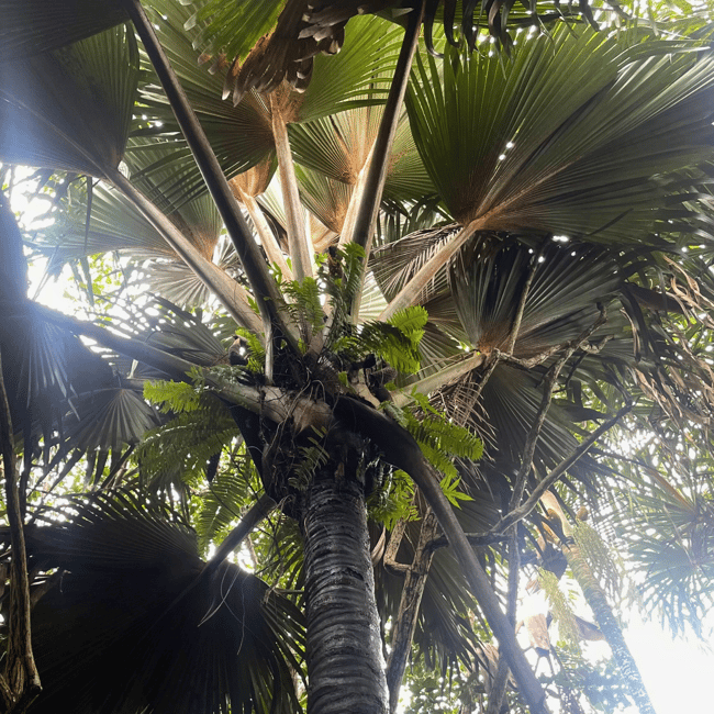 image n.11 of From Mahe: Praslin and La Digue Tour with Transfer and Lunch activity in Grand Anse, uploaded by supplier