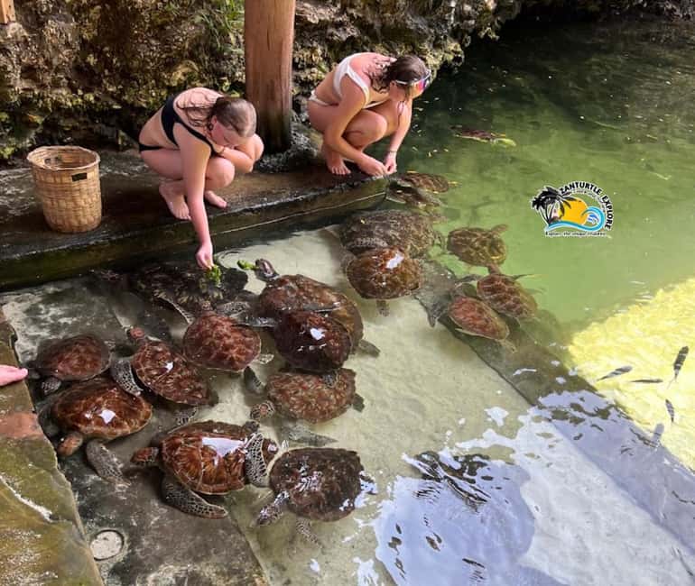 image n.14 of Nungwi: Swimming with Turtles at The Lagoons Zanzibar activity in Zanzibar City, uploaded by supplier