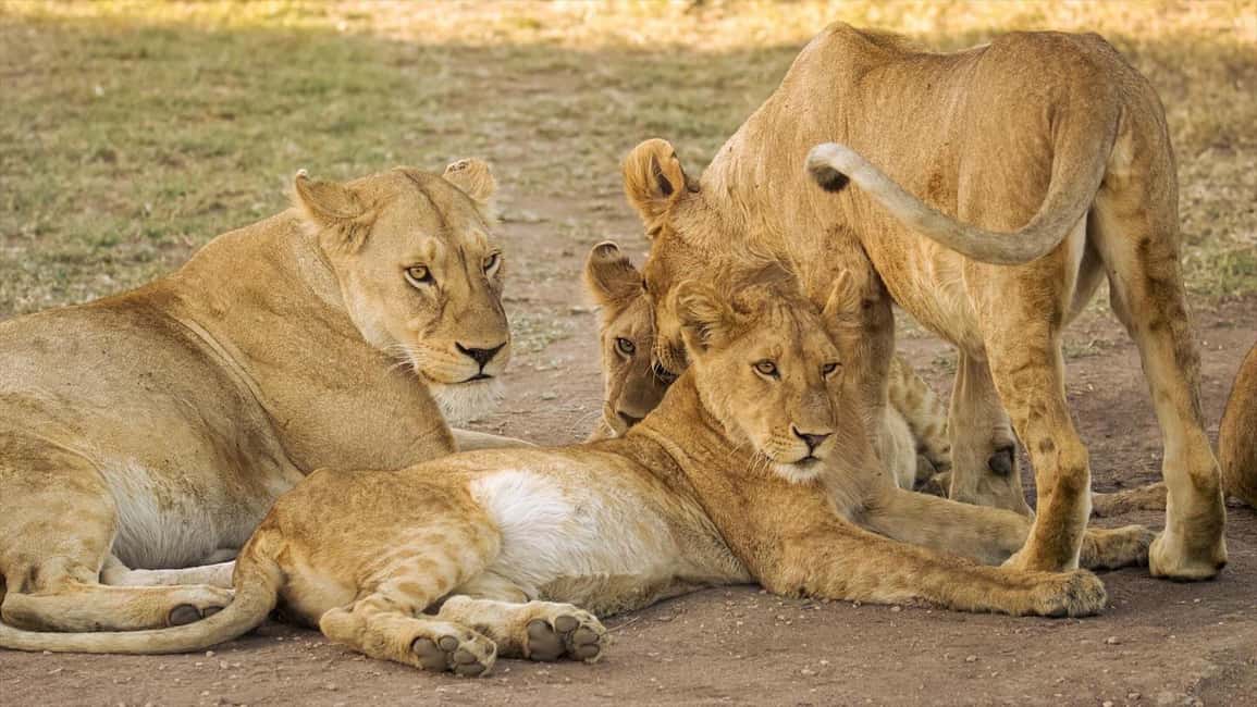 image n.6 of Serengeti: 3-Day Migration Safari with Hot Air Balloon Ride activity in Mara Region, uploaded by supplier