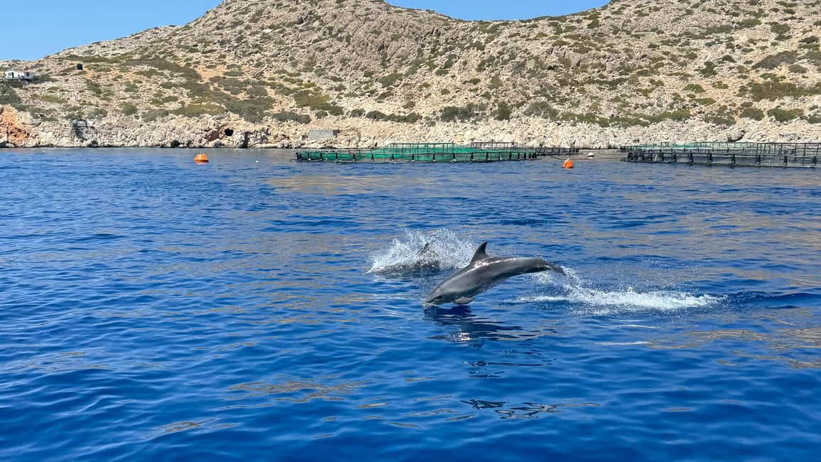 image n.8 of Kamiros Skala: Marine Life Experience by Boat activity in Kamiros Skala, uploaded by supplier