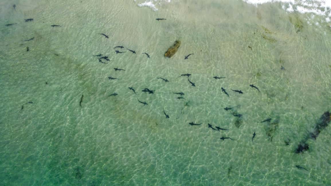 image n.4 of La Jolla: 2.5-Hour Kayak and Snorkel Tour activity in San Diego, uploaded by supplier