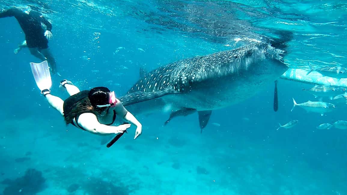 imagem n.17 de Cebu: Natação com tubarões-baleia e excursão de canoagem em Kawasan atividade em Badian, carregada pelo fornecedor