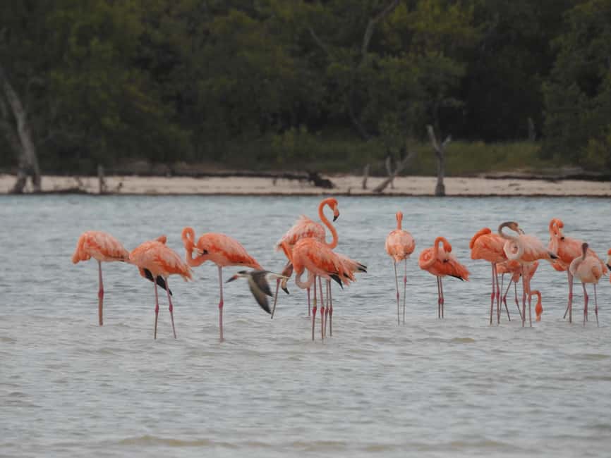 image n.2 of Holbox: Yalahau, Passion Island and Punta Mosquito Boat Tour activity in Quintana Roo, uploaded by supplier