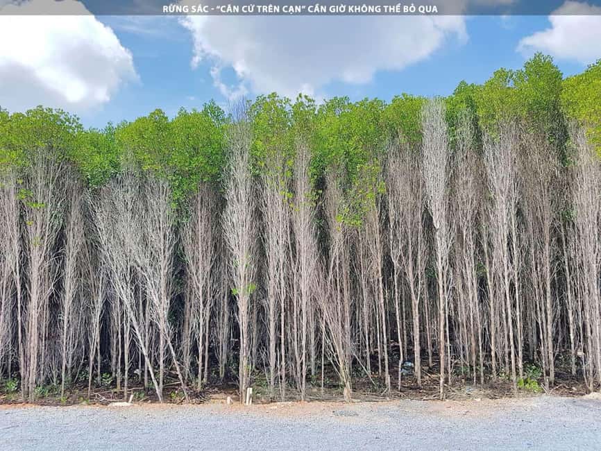 Immagine nº 9 di Da Ho Chi Minh City: Tour di un giorno della foresta di mangrovie di Can Gio attività a Città di Ho Chi Minh, caricata dal fornitore