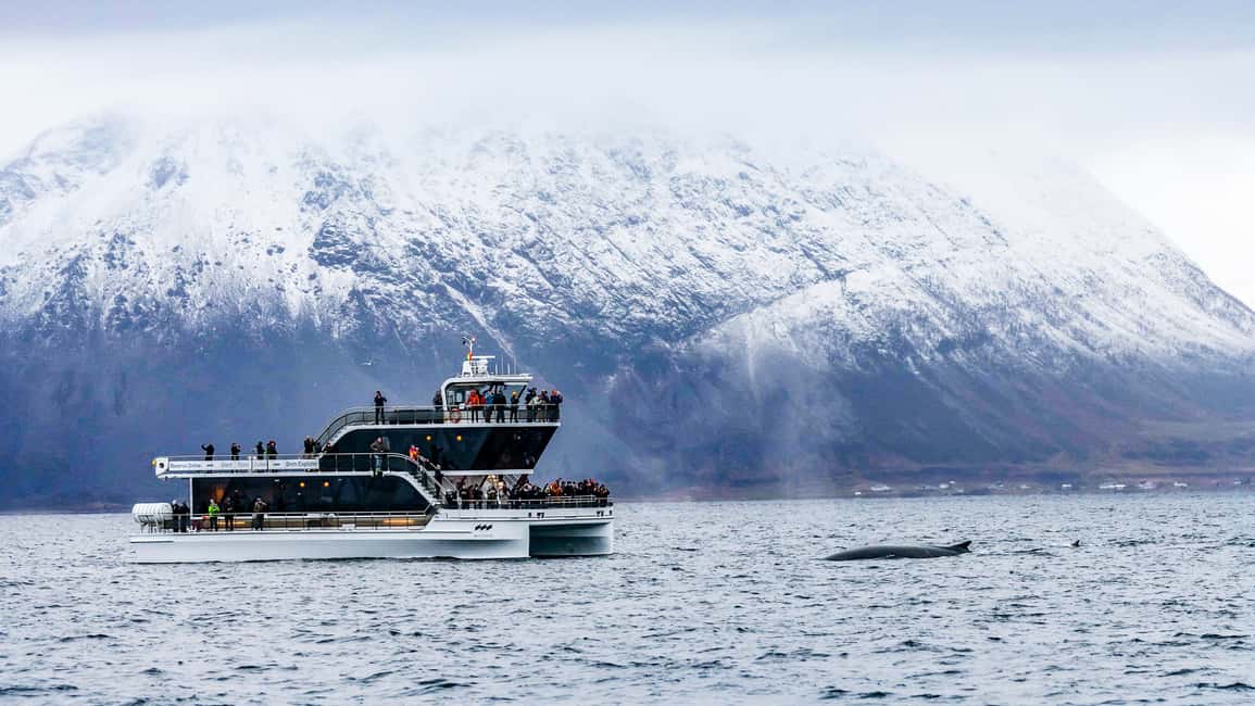 Bild Nr. 7 von Tromsø: Walbeobachtungstour mit dem Hybrid-Elektroboot Aktivität in Tromsø, hochgeladen vom Anbieter