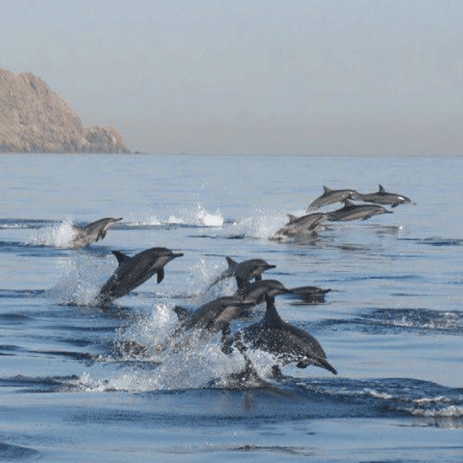 Immagine nº 4 di Muscat: gita in barca per l'osservazione dei delfini con snack e guida locale attività a Mascate, caricata dal fornitore