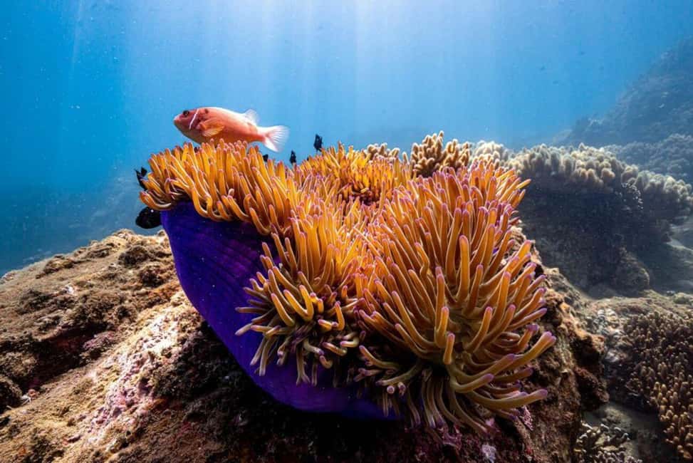 image n.13 of Da Nang/Hoi An:Explore Cham Island and Snorkeling tour 1 Day activity in Hoi An, uploaded by supplier